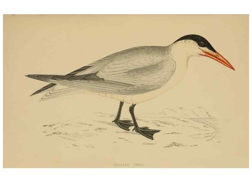 Reproducción/Reproduction 49679447391: A history of British birds.. London,Groombridge and Sons,[1862?-1867?]. 