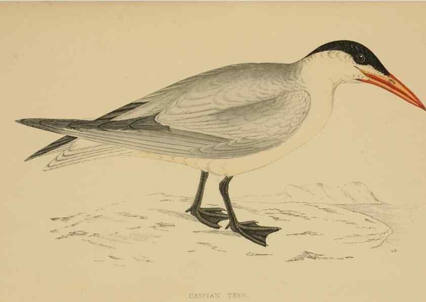 Reproducción/Reproduction 49679447391: A history of British birds.. London,Groombridge and Sons,[1862?-1867?]. 