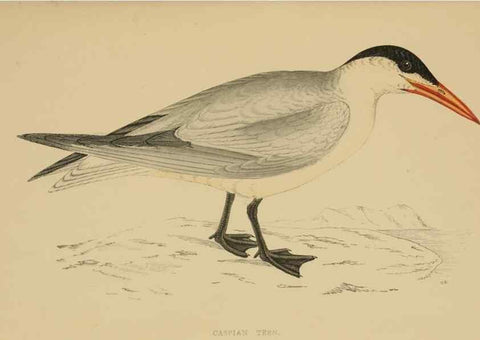 Reproducción/Reproduction 49679447391: A history of British birds.. London,Groombridge and Sons,[1862?-1867?]. 