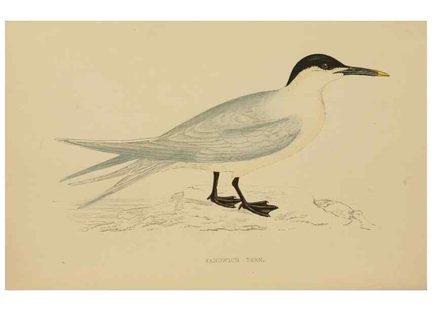 Reproducción/Reproduction 49678916903: A history of British birds.. London,Groombridge and Sons,[1862?-1867?]. 