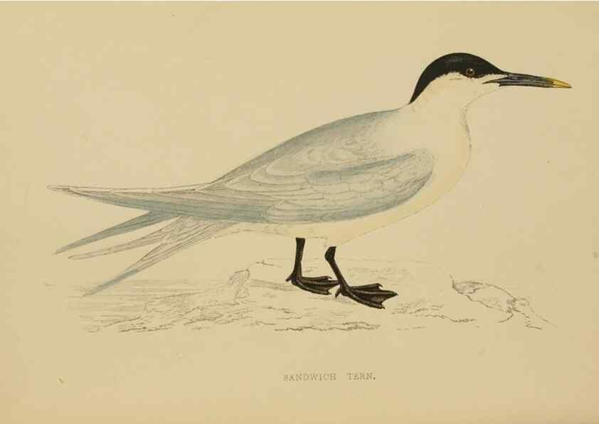 Reproducción/Reproduction 49678916903: A history of British birds.. London,Groombridge and Sons,[1862?-1867?]. 
