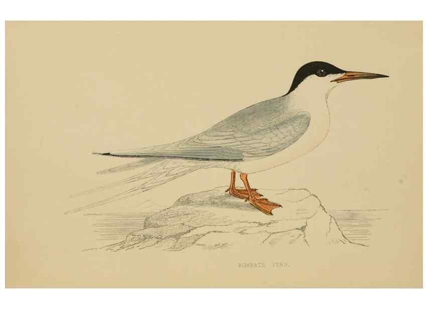 Reproducción/Reproduction 49678917063: A history of British birds.. London,Groombridge and Sons,[1862?-1867?]. 