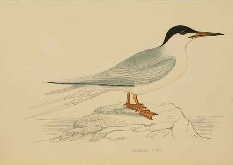 Reproducción/Reproduction 49678917063: A history of British birds.. London,Groombridge and Sons,[1862?-1867?]. 