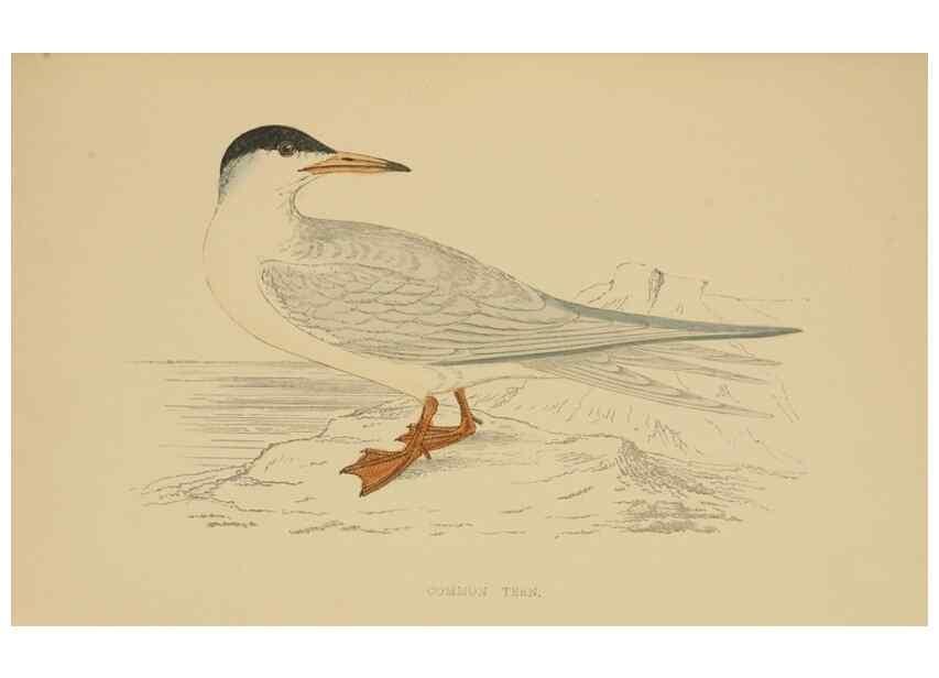 Reproducción/Reproduction 49679447961: A history of British birds.. London,Groombridge and Sons,[1862?-1867?]. 