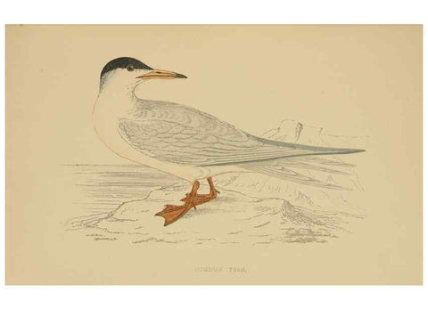 Reproducción/Reproduction 49679447961: A history of British birds.. London,Groombridge and Sons,[1862?-1867?]. 