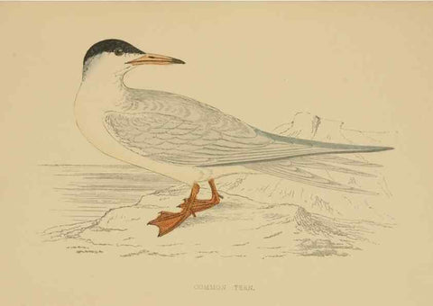 Reproducción/Reproduction 49679447961: A history of British birds.. London,Groombridge and Sons,[1862?-1867?]. 