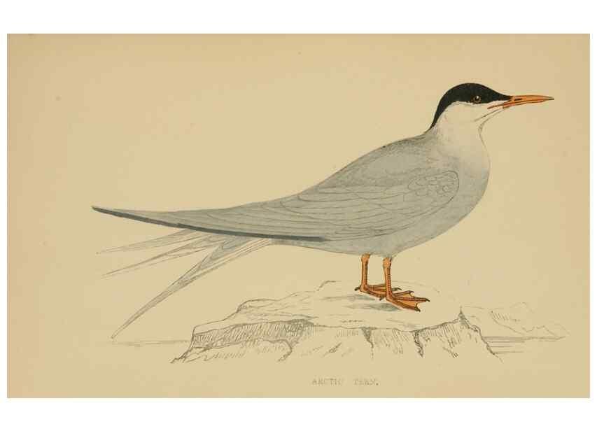 Reproducción/Reproduction 49679448111: A history of British birds.. London,Groombridge and Sons,[1862?-1867?]. 