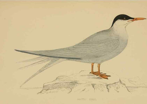 Reproducción/Reproduction 49679448111: A history of British birds.. London,Groombridge and Sons,[1862?-1867?]. 