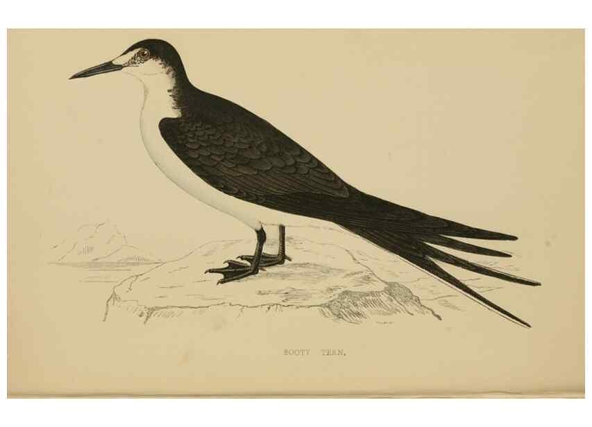 Reproducción/Reproduction 49679738382: A history of British birds.. London,Groombridge and Sons,[1862?-1867?]. 