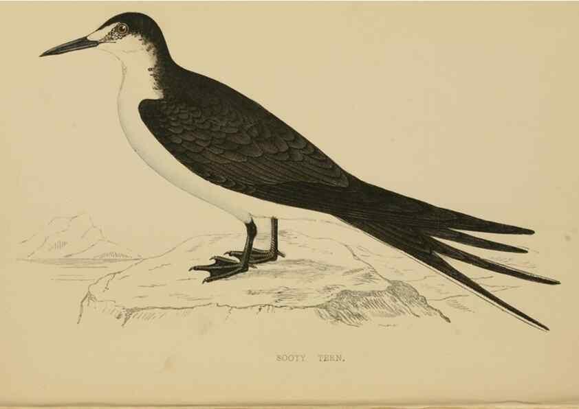 Reproducción/Reproduction 49679738382: A history of British birds.. London,Groombridge and Sons,[1862?-1867?]. 