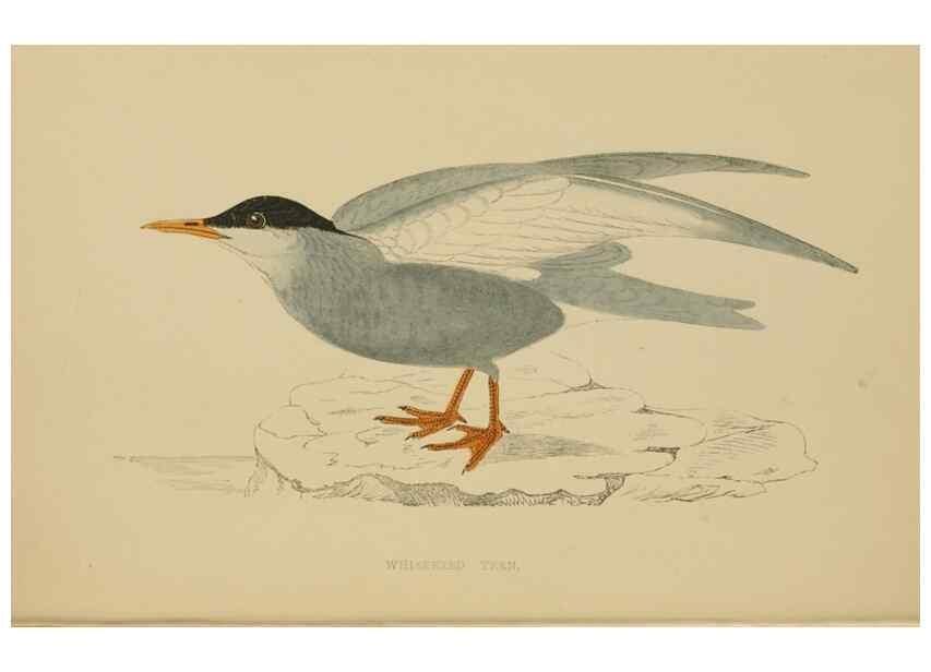 Reproducción/Reproduction 49679448576: A history of British birds.. London,Groombridge and Sons,[1862?-1867?]. 