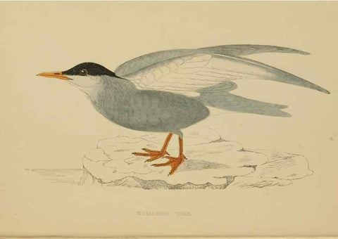 Reproducción/Reproduction 49679448576: A history of British birds.. London,Groombridge and Sons,[1862?-1867?]. 