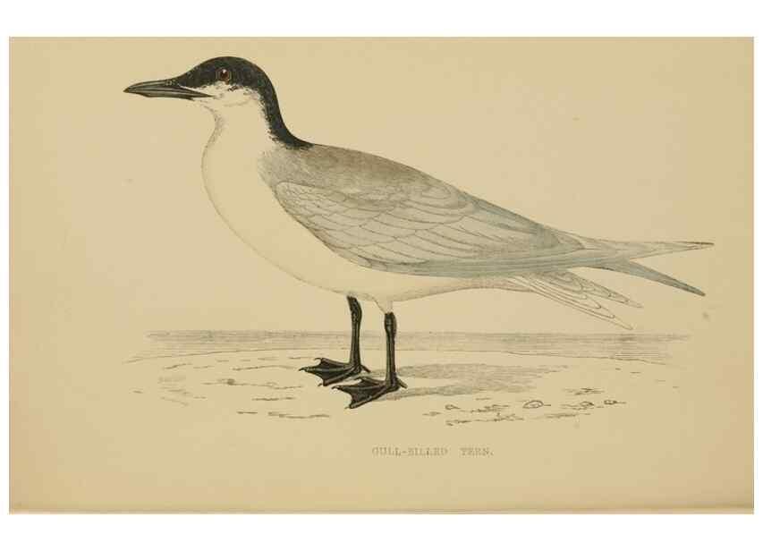 Reproducción/Reproduction 49679738827: A history of British birds.. London,Groombridge and Sons,[1862?-1867?]. 