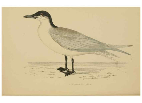 Reproducción/Reproduction 49679738827: A history of British birds.. London,Groombridge and Sons,[1862?-1867?]. 