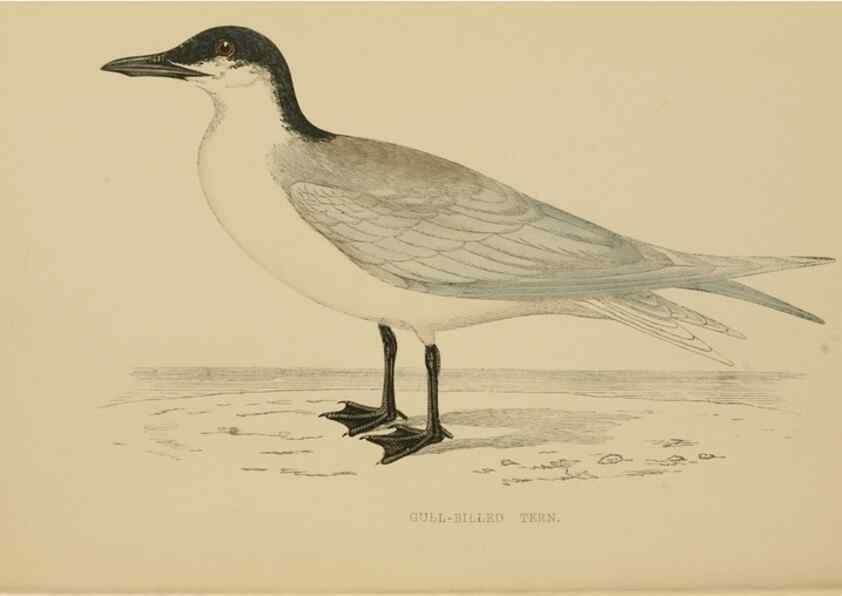Reproducción/Reproduction 49679738827: A history of British birds.. London,Groombridge and Sons,[1862?-1867?]. 