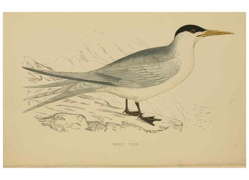 Reproducción/Reproduction 49679739052: A history of British birds.. London,Groombridge and Sons,[1862?-1867?]. 