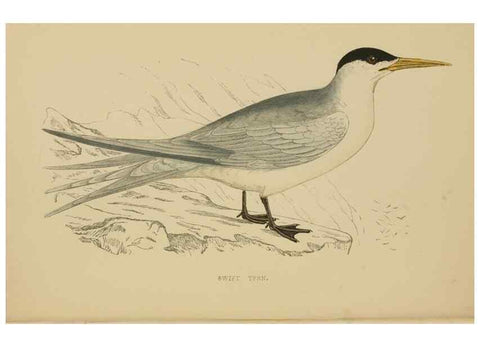 Reproducción/Reproduction 49679739052: A history of British birds.. London,Groombridge and Sons,[1862?-1867?]. 