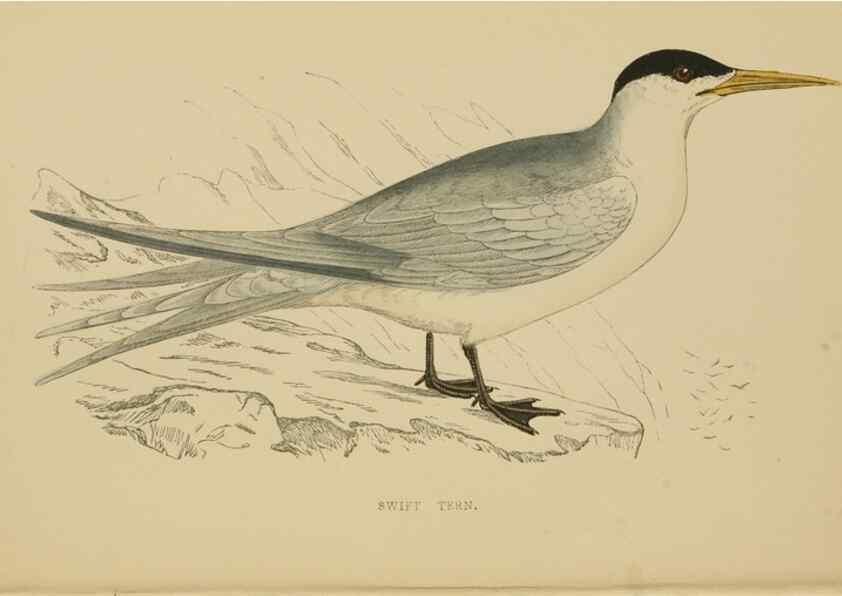 Reproducción/Reproduction 49679739052: A history of British birds.. London,Groombridge and Sons,[1862?-1867?]. 