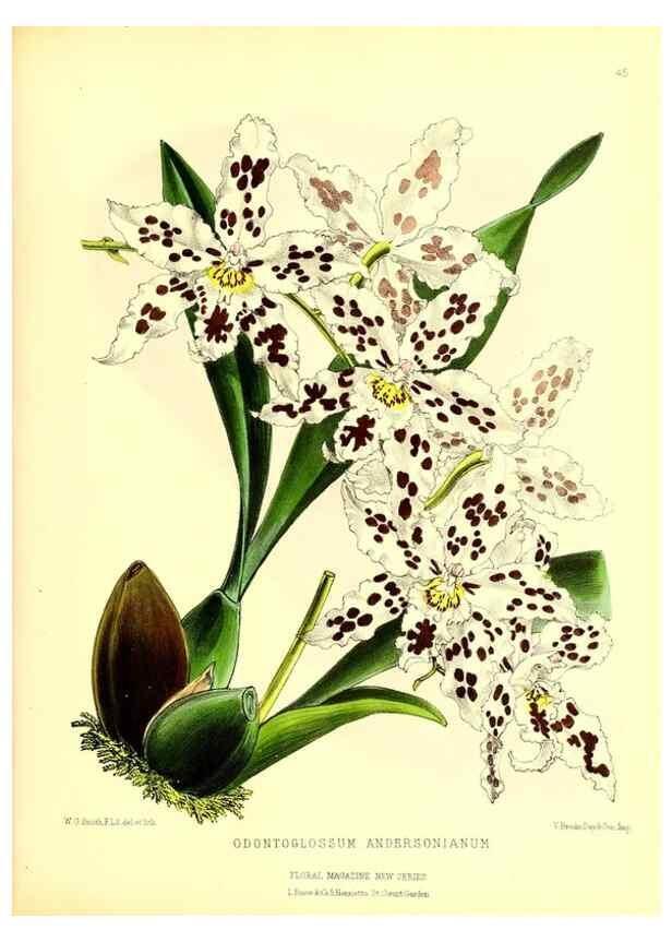 Reproducción/Reproduction 49676806783: The floral magazine;. London,L. Reeve & Co.. 