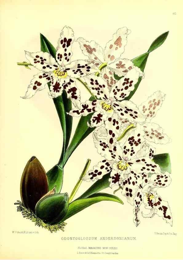 Reproducción/Reproduction 49676806783: The floral magazine;. London,L. Reeve & Co.. 