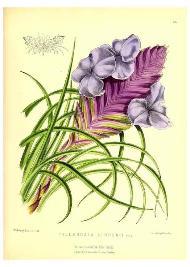 Reproducción/Reproduction 49676806543: The floral magazine;. London,L. Reeve & Co.. 