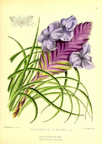 Reproducción/Reproduction 49676806543: The floral magazine;. London,L. Reeve & Co.. 