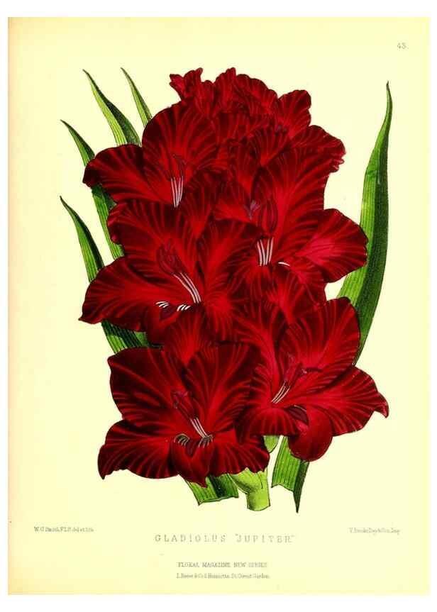 Reproducción/Reproduction 49677621917: The floral magazine;. London,L. Reeve & Co.. 