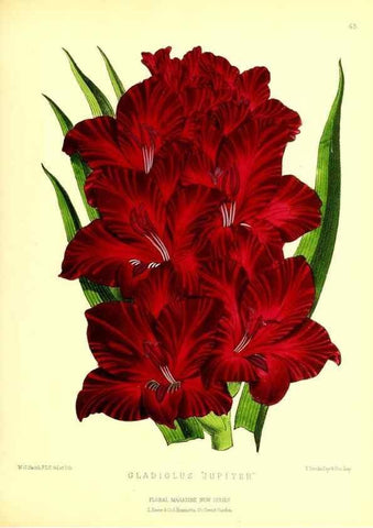 Reproducción/Reproduction 49677621917: The floral magazine;. London,L. Reeve & Co.. 