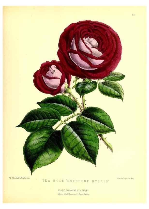 Reproducción/Reproduction 49676806103: The floral magazine;. London,L. Reeve & Co.. 