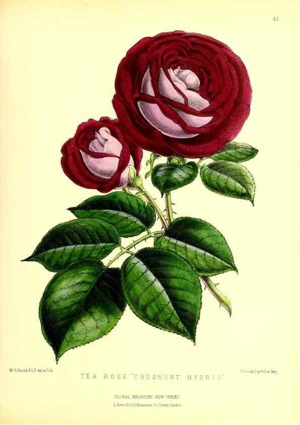Reproducción/Reproduction 49676806103: The floral magazine;. London,L. Reeve & Co.. 