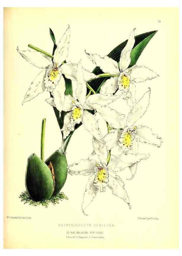 Reproducción/Reproduction 49677335006: The floral magazine;. London,L. Reeve & Co.. 