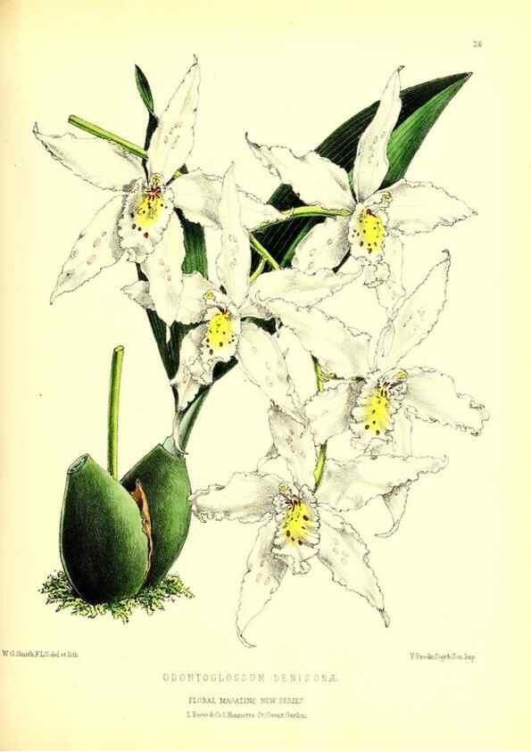 Reproducción/Reproduction 49677335006: The floral magazine;. London,L. Reeve & Co.. 