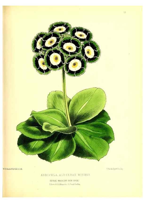 Reproducción/Reproduction 49677618272: The floral magazine;. London,L. Reeve & Co.. 
