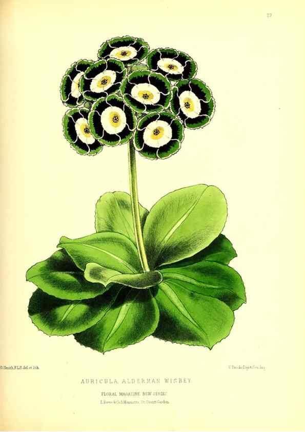Reproducción/Reproduction 49677618272: The floral magazine;. London,L. Reeve & Co.. 