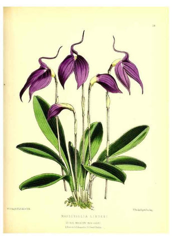 Reproducción/Reproduction 49676802758: The floral magazine;. London,L. Reeve & Co.. 