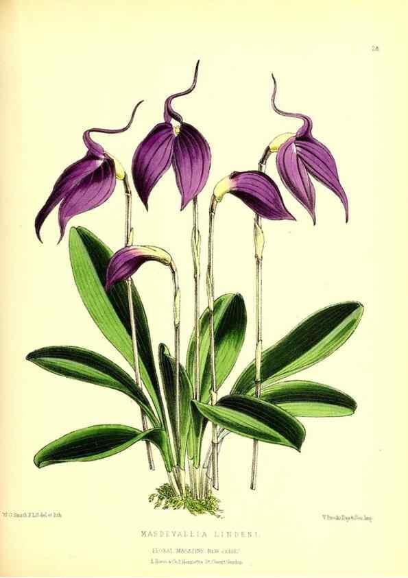 Reproducción/Reproduction 49676802758: The floral magazine;. London,L. Reeve & Co.. 