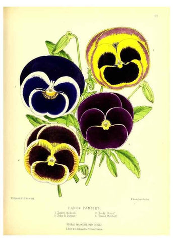 Reproducción/Reproduction 49677335611: The floral magazine;. London,L. Reeve & Co.. 