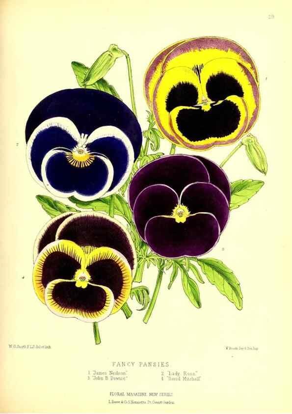 Reproducción/Reproduction 49677335611: The floral magazine;. London,L. Reeve & Co.. 
