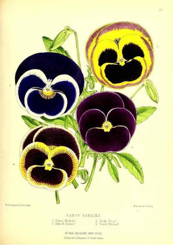 Reproducción/Reproduction 49677335611: The floral magazine;. London,L. Reeve & Co.. 