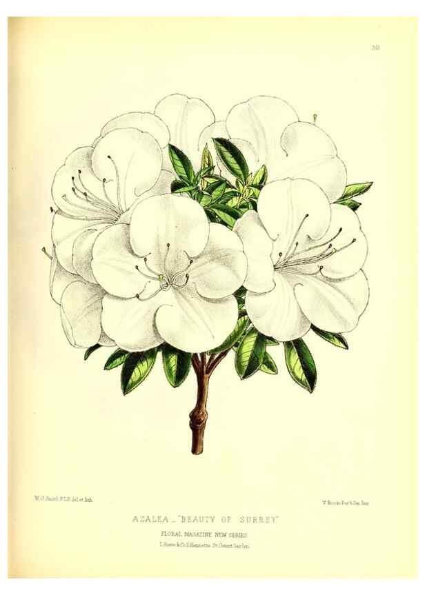 Reproducción/Reproduction 49676803288: The floral magazine;. London,L. Reeve & Co.. 