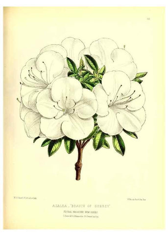 Reproducción/Reproduction 49676803288: The floral magazine;. London,L. Reeve & Co.. 
