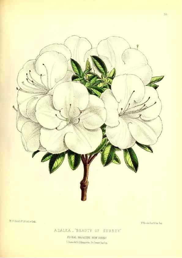 Reproducción/Reproduction 49676803288: The floral magazine;. London,L. Reeve & Co.. 