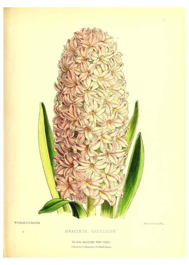 Reproducción/Reproduction 49677336111: The floral magazine;. London,L. Reeve & Co.. 