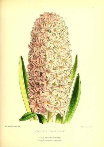 Reproducción/Reproduction 49677336111: The floral magazine;. London,L. Reeve & Co.. 