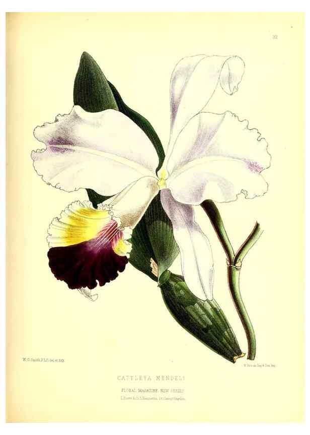 Reproducción/Reproduction 49676803753: The floral magazine;. London,L. Reeve & Co.. 