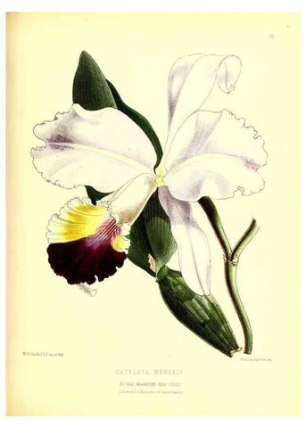 Reproducción/Reproduction 49676803753: The floral magazine;. London,L. Reeve & Co.. 