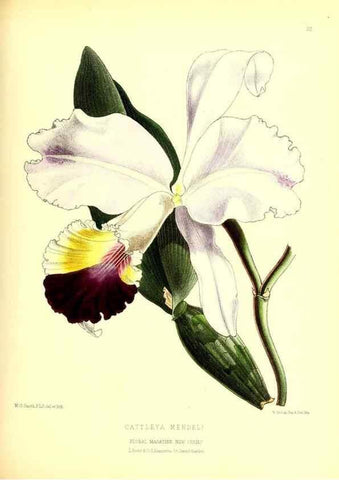 Reproducción/Reproduction 49676803753: The floral magazine;. London,L. Reeve & Co.. 