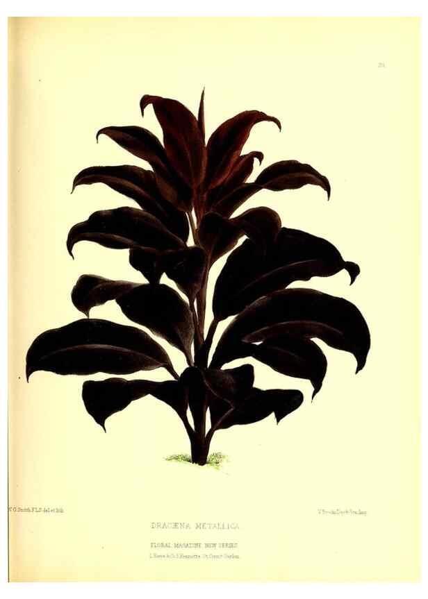 Reproducción/Reproduction 49677617517: The floral magazine;. London,L. Reeve & Co.. 