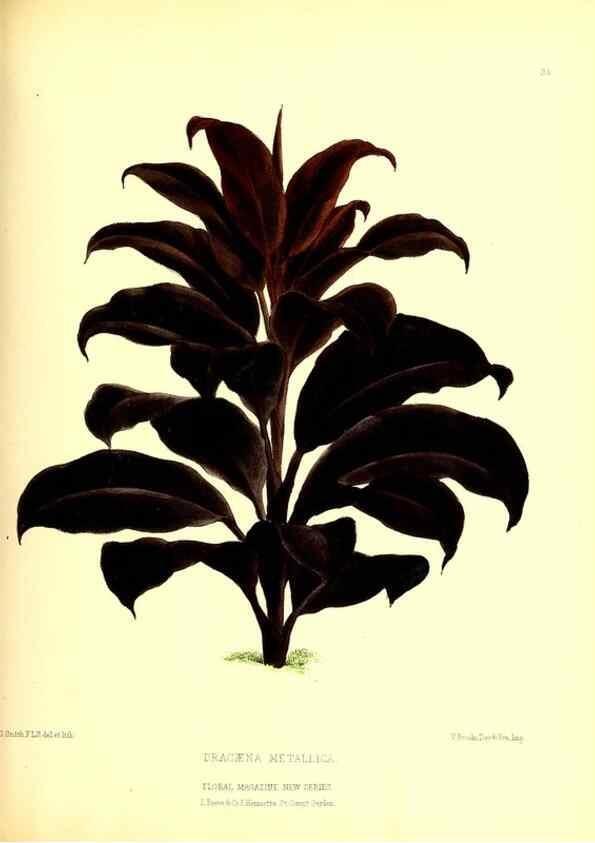 Reproducción/Reproduction 49677617517: The floral magazine;. London,L. Reeve & Co.. 