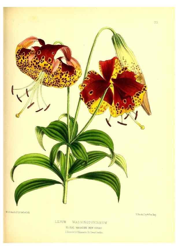 Reproducción/Reproduction 49677619632: The floral magazine;. London,L. Reeve & Co.. 